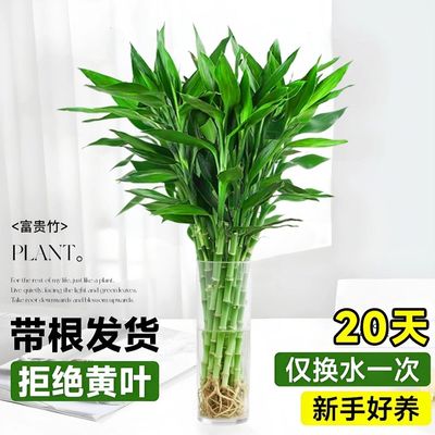 富贵竹水养客厅带根水培植物盆栽土招财大宽叶富贵竹粗竹加粗竹子