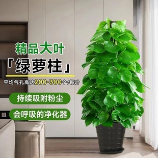 大叶绿萝柱室内办公客厅开业乔迁新居盆栽大型植物除甲醛四季 好养