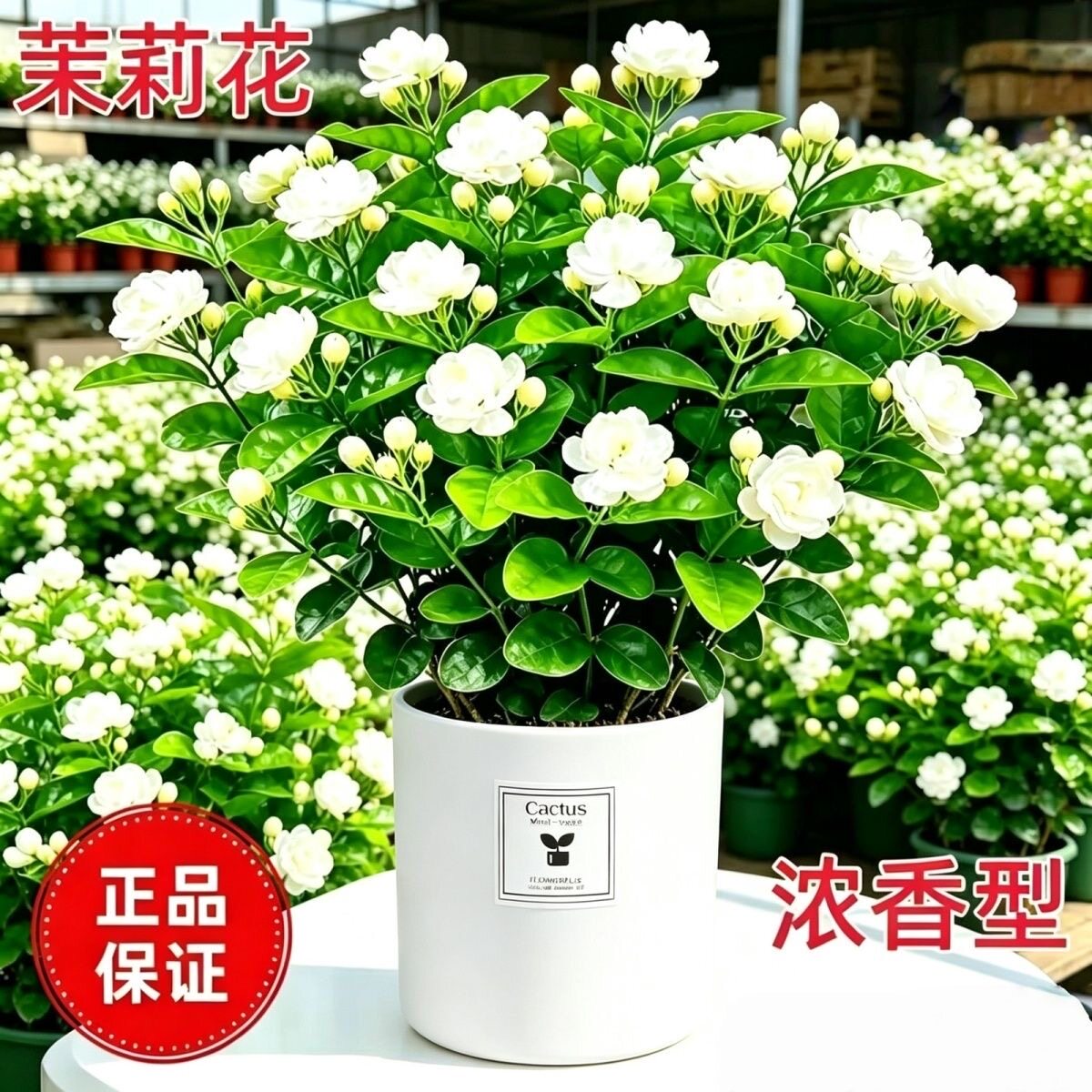 香水茉莉花盆栽室内浓香大型绿植物净化空气四季开花客厅阳台花卉