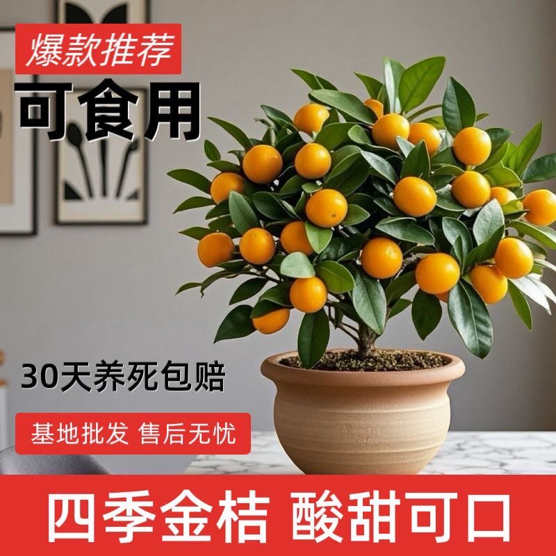 金桔树大盆栽带果四季开花室内客厅办公室绿植花卉好养活净化空气