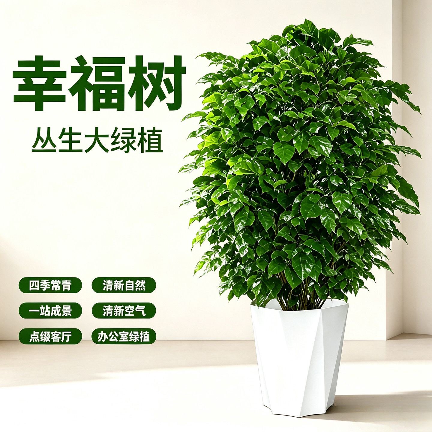 幸福树盆栽客厅四季常青大型植物办公室好养盆景净化空气网红绿植