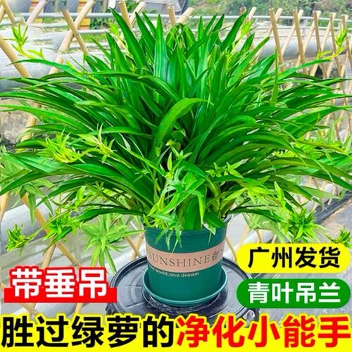 青叶金边吊兰带藤大苗室内垂吊花卉盆栽客厅四季常青兰花浓香植物
