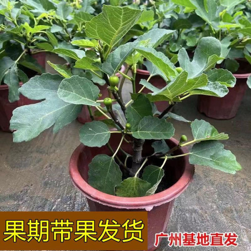 无花果花卉绿植盆栽苗懒人阳台花卉庭院可以食用好养绿植清仓盆栽