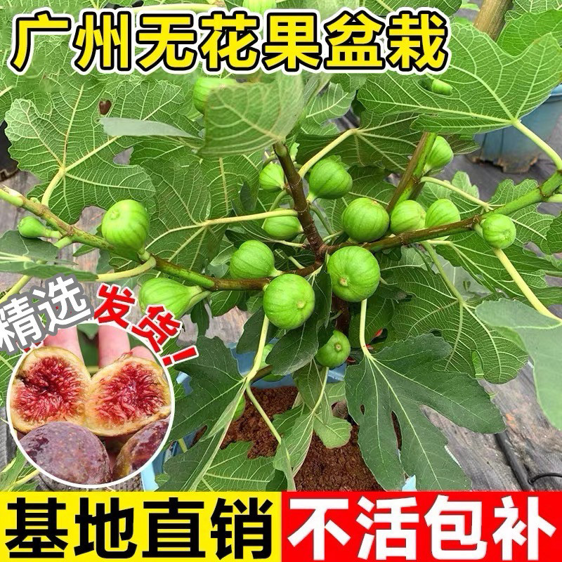 好易养活无花果树果苗盆栽水果苗耐热寒特大波姬红南北方阳台种植,鲜花速递/花卉仿真/绿植园艺,果树,淘宝优惠券,粉丝福利购,淘宝优惠卷