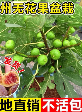 好易养活无花果树果苗盆栽水果苗耐热寒特大波姬红南北方阳台种植