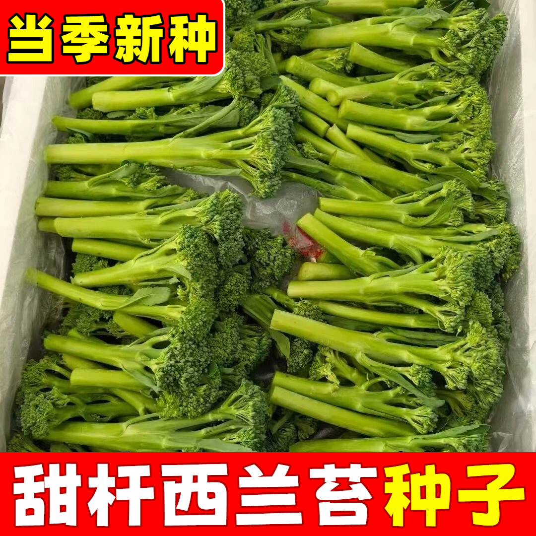 西兰苔种子四季阳台栽蔬菜甜杆西兰花苔种盆籽西蓝苔易种青菜籽种