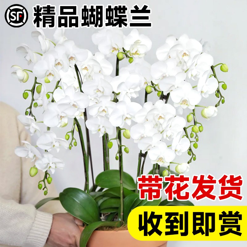 蝴蝶兰盆栽带花大花客厅室内花卉植物好养真花年宵花大花蕙兰新年