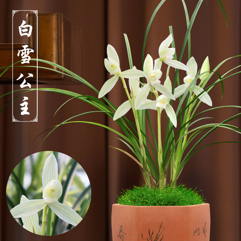 莲瓣兰白雪公主兰花浓香型带花苞兰花苗好养客厅卧室阳台绿植盆栽