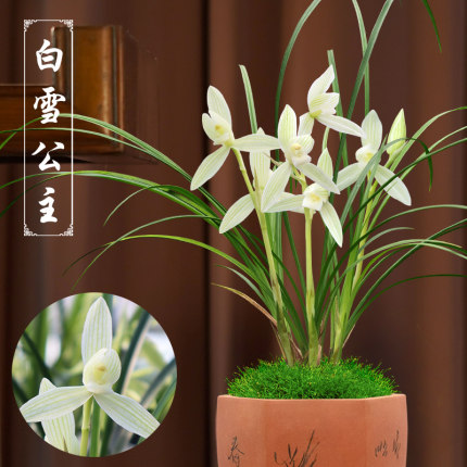 莲瓣兰白雪公主兰花浓香型带花苞兰花苗好养客厅卧室阳台绿植盆栽