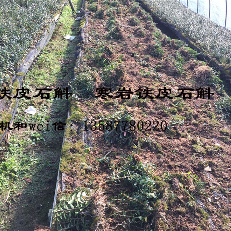 寒岩软脚红杆铁皮石斛驯化苗浙江乐清雁荡山品种一年半苗