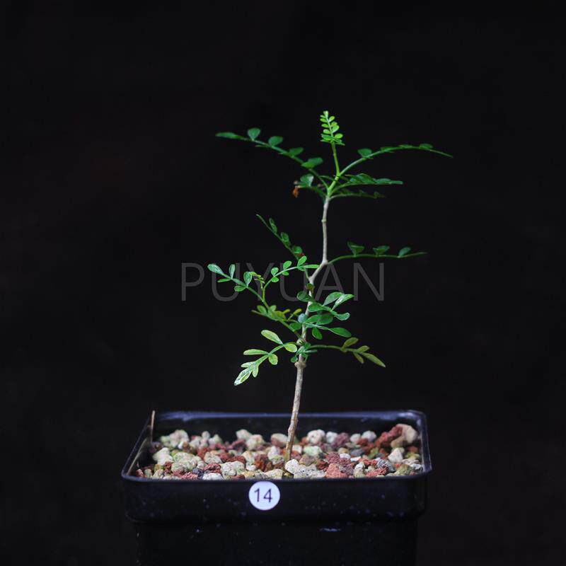 【朴原】象足漆树 Operculicarya pachypus 潮流块根多肉植物盆栽
