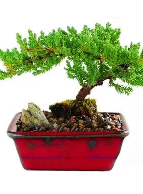 罗汉松盆景老桩小盆栽庭院造型地柏盘景绿植迎客松盆景真树苗植.