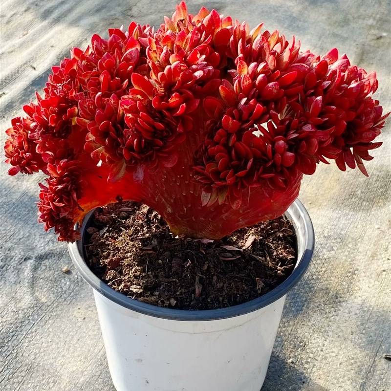 巨大金凤凰缀化稀有品种多肉植物室内阳台景观花卉防辐射绿植精品