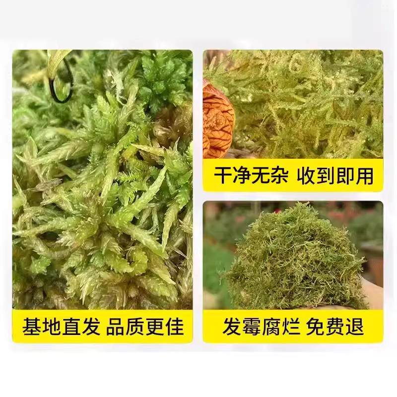青苔蝴蝶兰水苔干苔藓纯兰花专用天然石斛种植营养土乌龟垫材植料