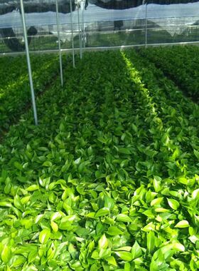 绿萝盆栽室内花卉植物吸甲醛绿植水培好养长藤大叶大盘绿箩