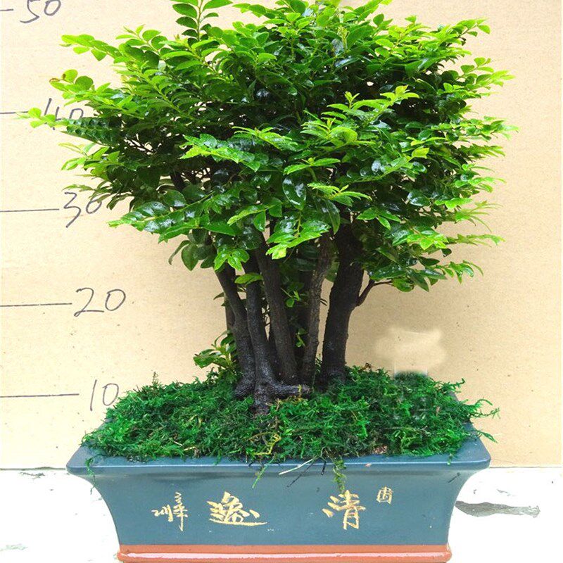 小叶紫檀盆景树桩客厅桌面小植物树苗四季常青 绿植室内 净化空气