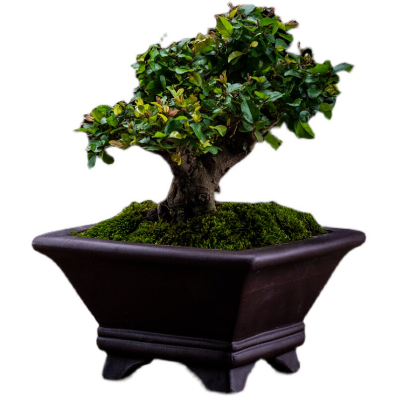 矮霸小叶雀梅盆景老桩造型室内盆栽绿植喜阳耐晒植物室外阳台好养