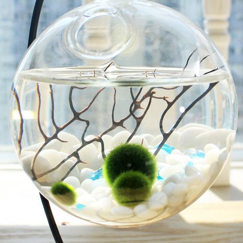 marimo海藻球室内苔藓玻璃微景观生态瓶水培植物创意迷你绿植盆栽