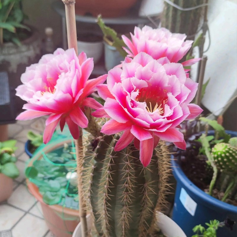【仙女】矮胖形毛花柱大花开花仙人球经典品种多肉植物仙人掌盆栽