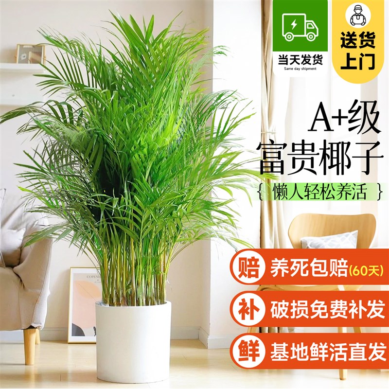 富贵椰子盆栽大型绿植散尾葵植物客厅办公室四季常青大号客厅盆景