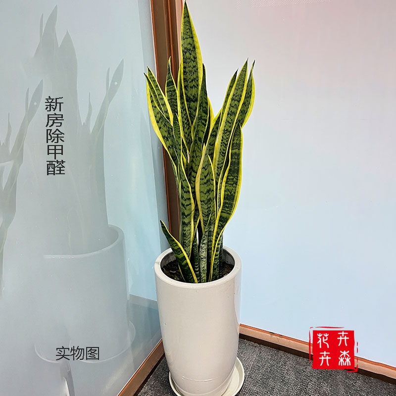 花卉观花大盆栽植物室内花大型金边虎皮兰大型室内客厅家用吸甲醛