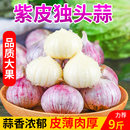 包邮 初柠柔大蒜干蒜独头蒜新鲜大蒜头湿蒜腊八蒜蔬菜当季 整箱
