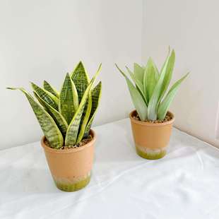 仿真白玉虎皮兰盆栽室内客厅绿植盆景装饰摆件人造假植物造景摆设