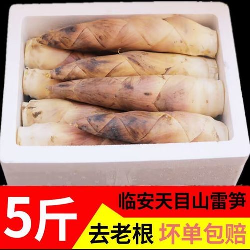 包邮新鲜春笋现挖雷竹笋