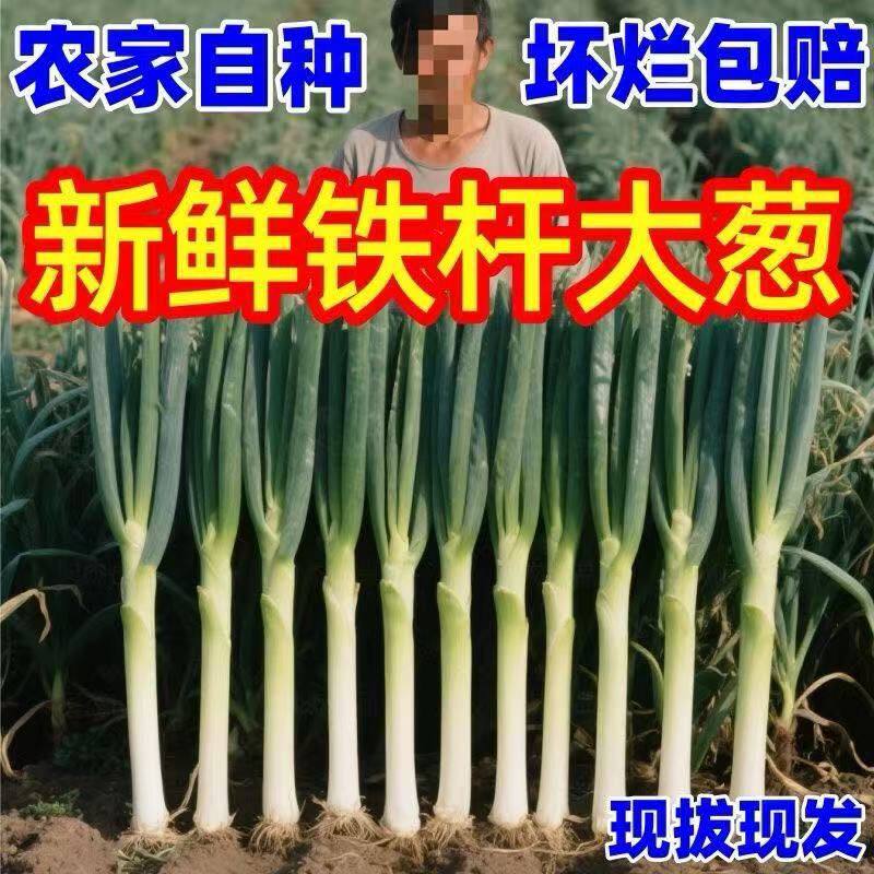 正宗山东新鲜大葱白甜铁杆葱农家自种香葱东北特产脆甜章丘葱9斤