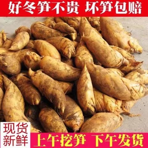 临安冬笋新鲜现挖浙江天目山野生毛竹笋春笋10正宗鲜笋5斤黄泥笋