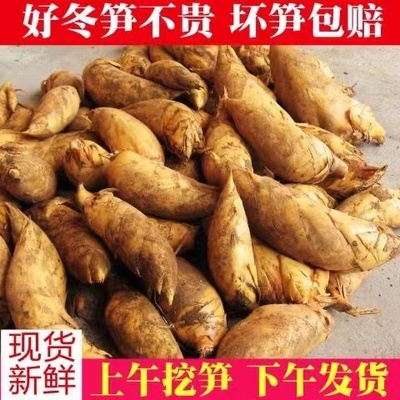 临安冬笋新鲜现挖浙江天目山