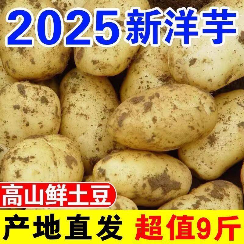 恩施黄皮黄心土豆马铃薯农家自种