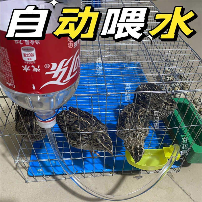 小鸟饮料瓶子自动饮水器鸽子喂水器鹌鹑喝水小鸡自动喂水鹦鹉饮水