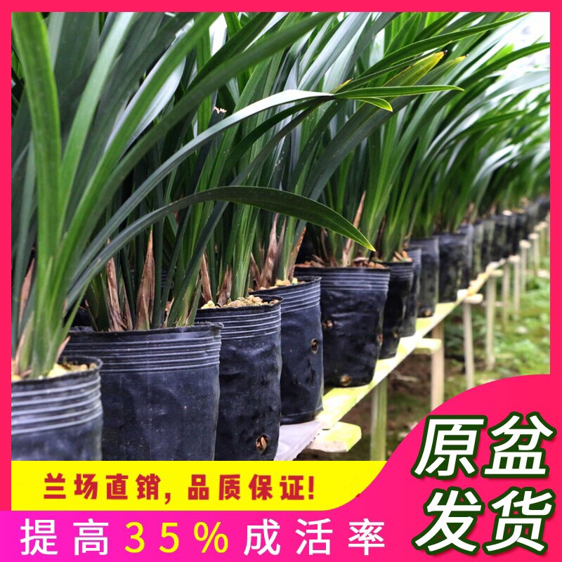 翁源兰花苗正墨兰企黑金边室内红花除甲醛浓香好养室内植物