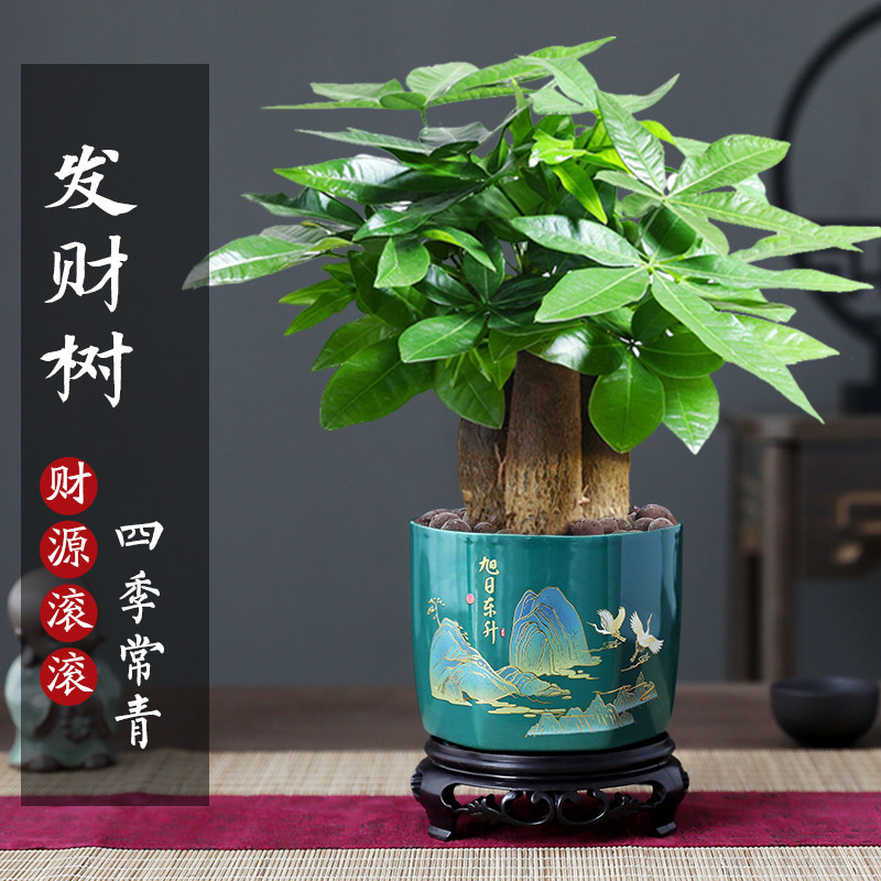 发财树盆栽花卉绿植物室内客厅吸甲醛好养招财中式金钱树招财