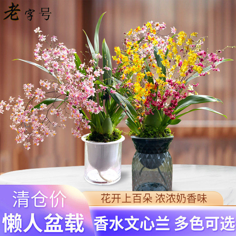 香水文心兰梦香浓浓奶香味花开上百朵 现带超多花出售桌面盆载