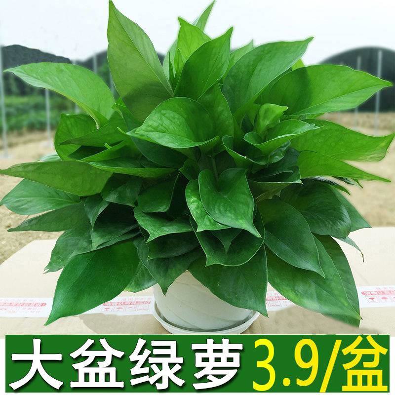 绿萝栽室内盆吸甲醛植物长藤大绿箩土水培养客厅花卉吊兰盆景包邮