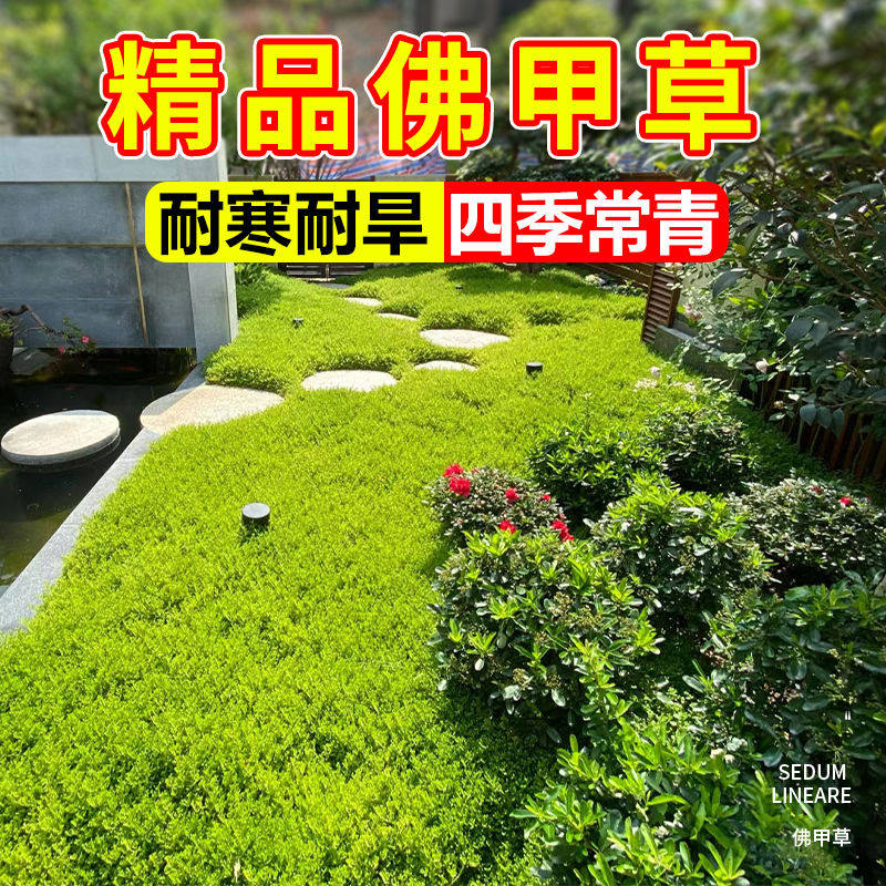 佛甲草草皮黄金万年草苗地被植物室内外庭院盆栽四季常青绿植