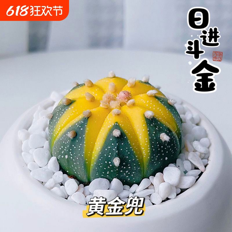 【金钱进兜】黄金兜星兜锦仙人球多肉植物办公室微型绿植花卉