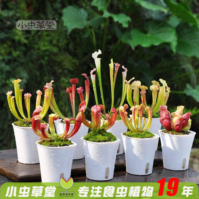 瓶子草盆栽小虫草堂白铠甲查尔逊朱迪思紫色食虫植物捕蝇草猪