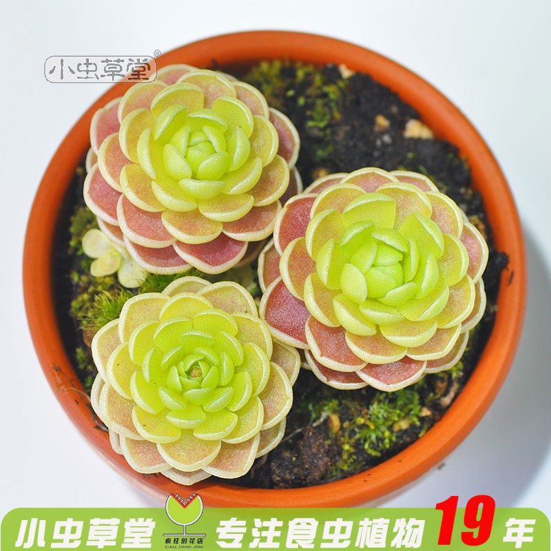 爱丝捕虫堇小虫草堂食虫植物捕蝇草食虫草食人花多肉稀有贵货