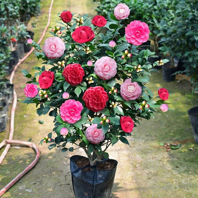 香妃茶花树苗盆栽带花苞五色赤丹植物玫瑰花山茶花苗四季开花