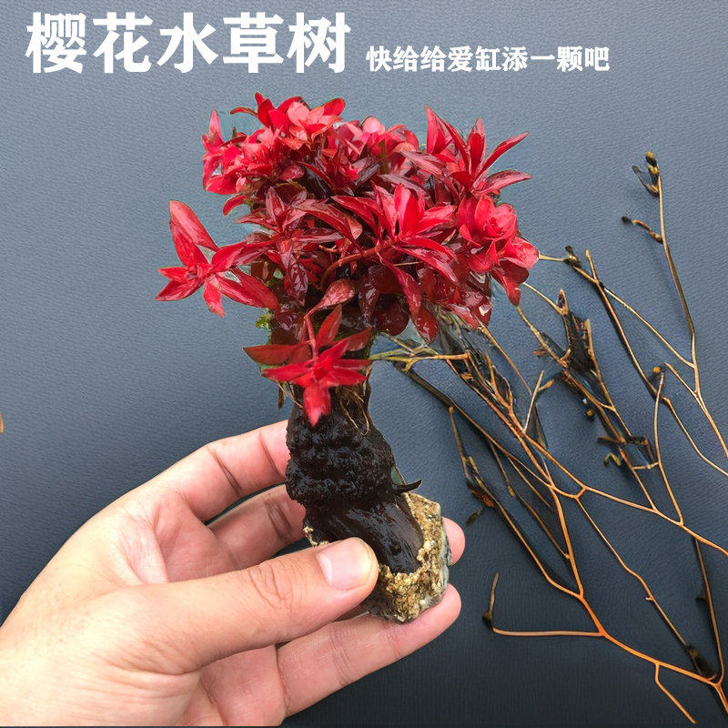 樱花水草树鱼缸水草植物沉木红草水族箱造景装饰土需二氧