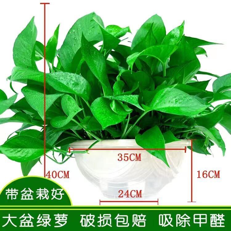 大绿萝盆栽水培植物客厅室内办公室吸除甲醛大叶水养大盆长藤