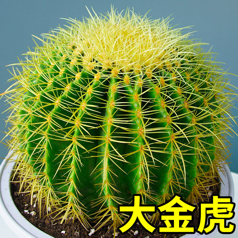 金虎仙人球类金琥办公室内盆栽仙人掌盆栽大号金冠植物超大颗