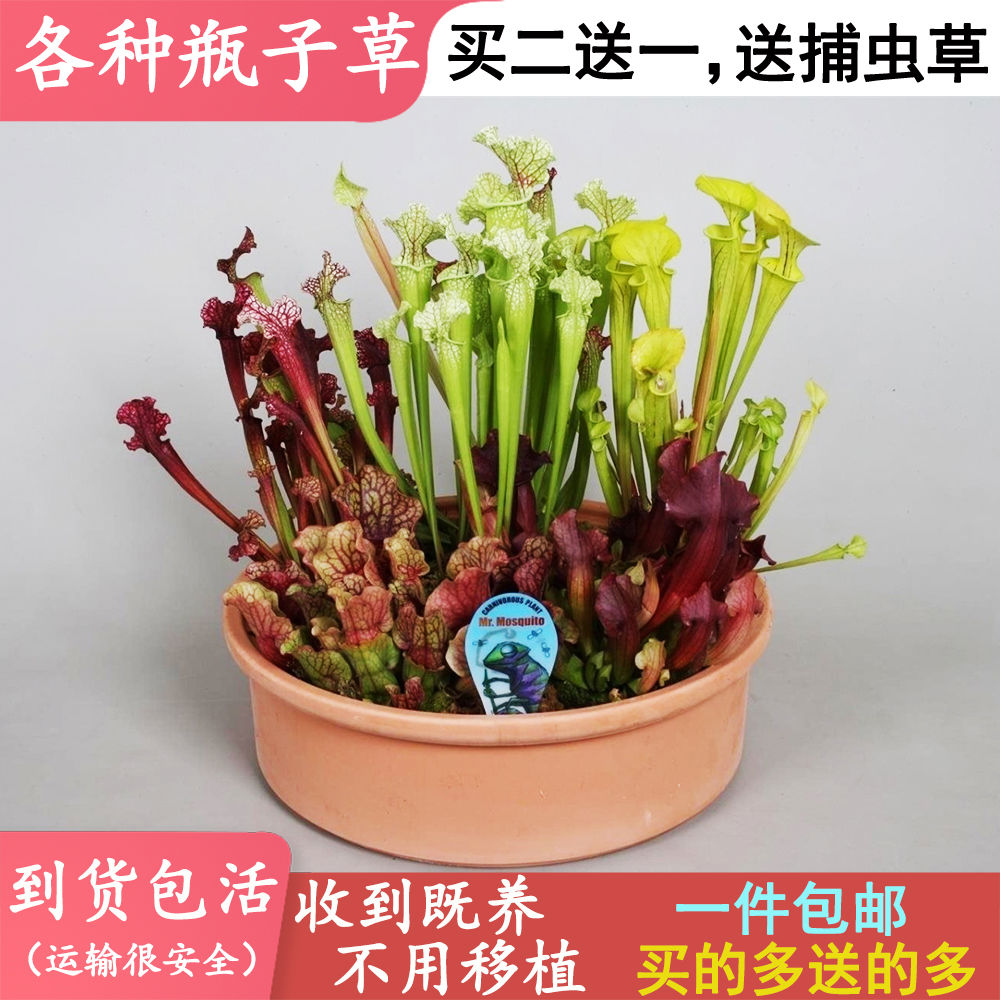 瓶子草大全【食虫植物捕蝇草茅膏菜食人花食虫草捕蚊子包邮盆