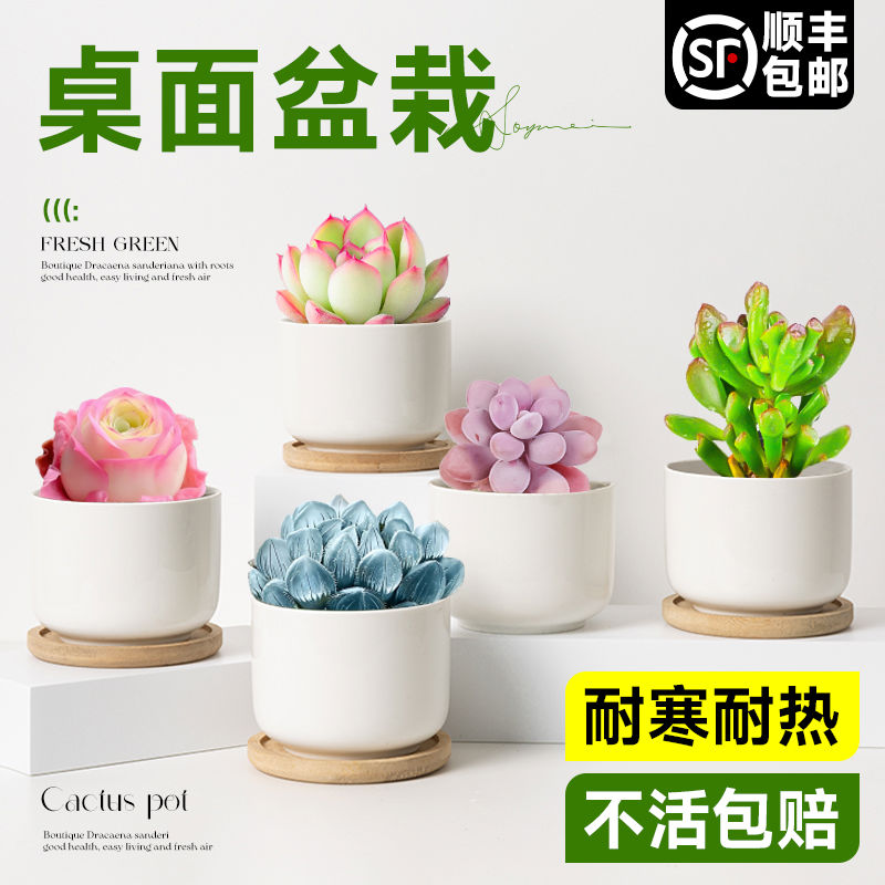 多肉植物组合玉露桃蛋玉坠多头大颗好养办公室桌面高端小盆栽