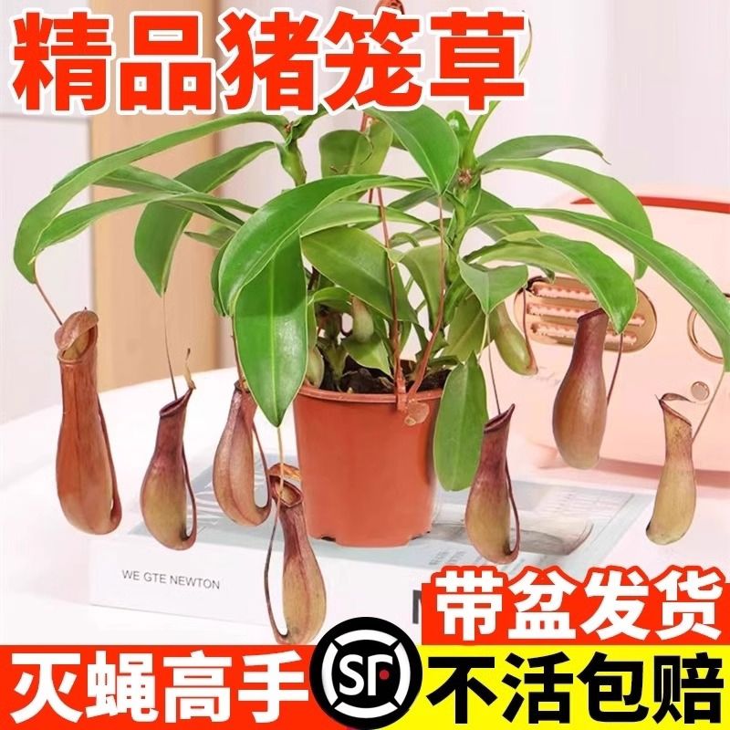 猪笼草盆栽捕蝇草食虫草食人花驱蚊虫超大四季绿植蚊子好养阳台