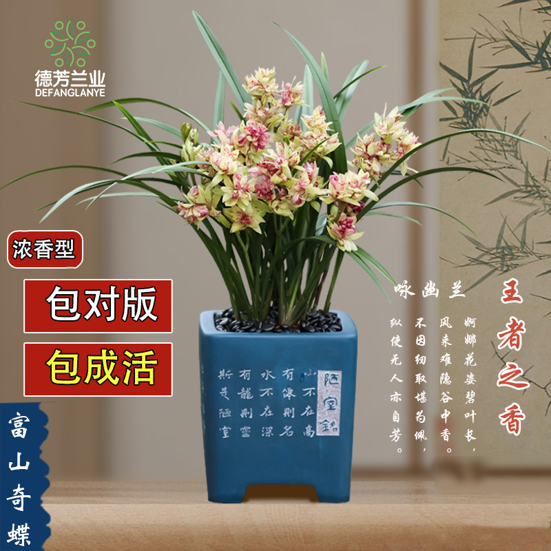 德芳兰业惠兰建兰富山奇蝶兰花苗好养带花苞开花花卉室内绿植盆栽