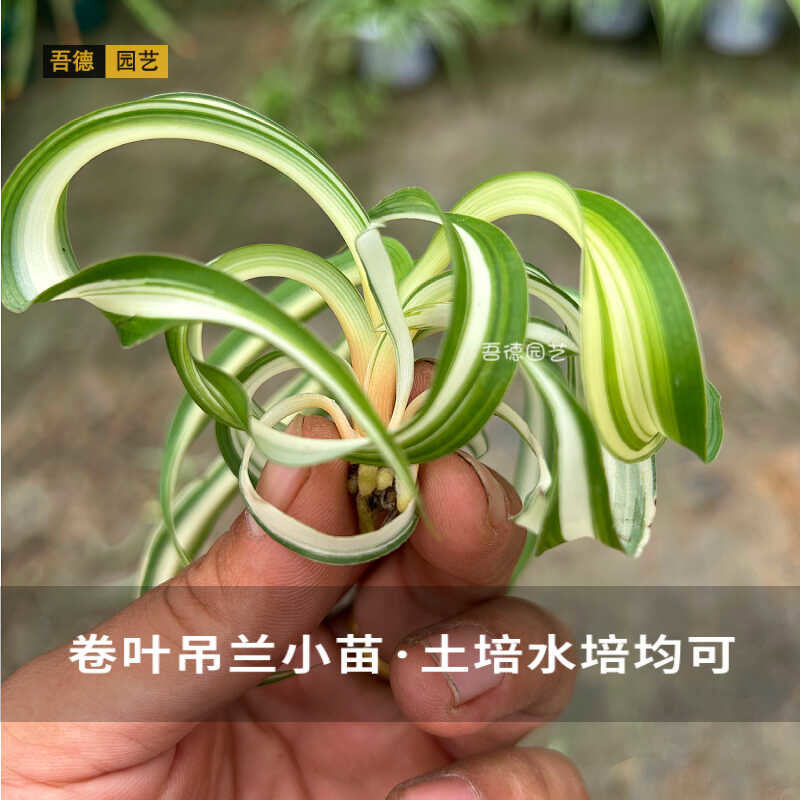 卷叶吊兰小苗水培土培室内室外客厅庭院景观桌摆省事好养净化